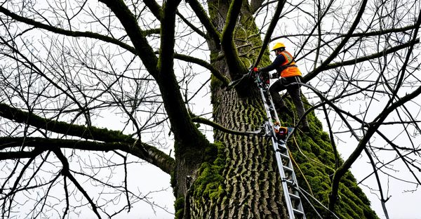Services d'élagage d'arbres à annecy pour un soin expert